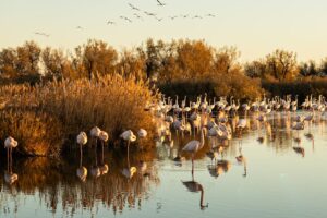  Camargue : observer les flamants roses sans déranger ni se tromper de saison