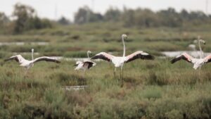  Observer les oiseaux en Camargue : guide complet 2026