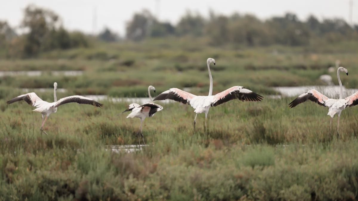  Observer les oiseaux en Camargue : guide complet 2026