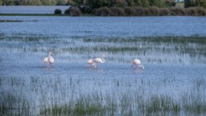  Photographie de la faune en Camargue : conseils pratiques