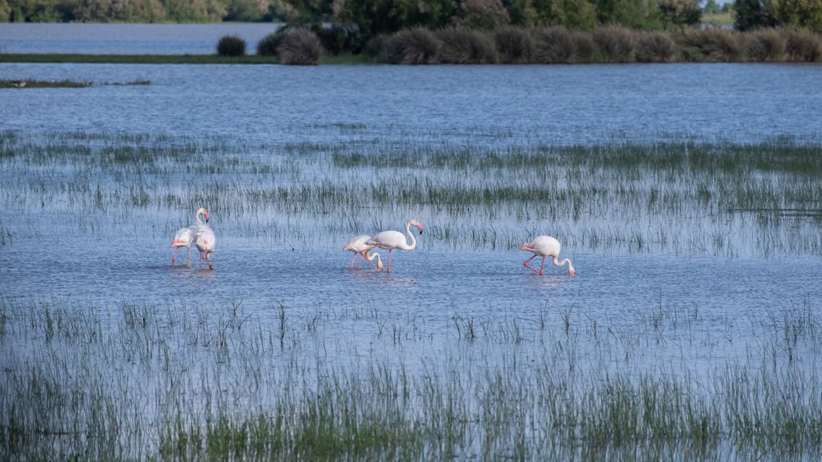  Photographie de la faune en Camargue : conseils pratiques