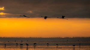  Photographier la Camargue : guide des meilleures pratiques