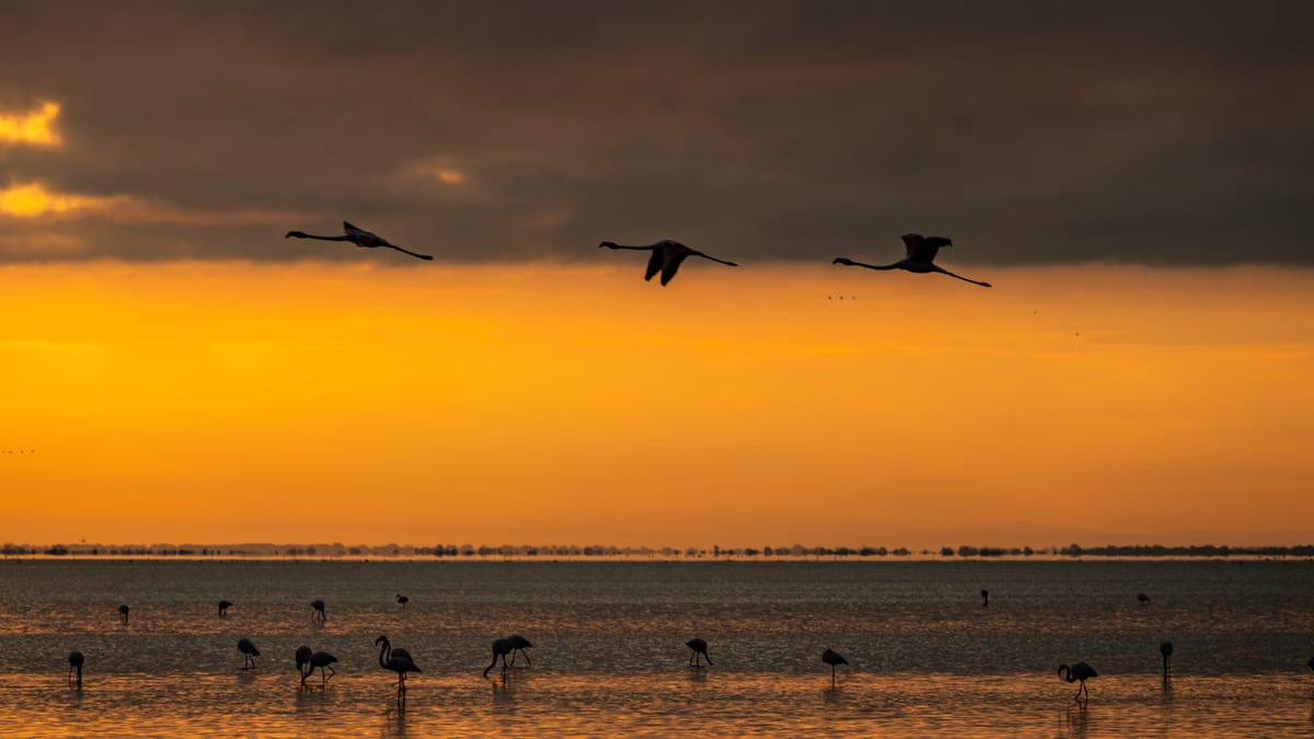  Photographier la Camargue : guide des meilleures pratiques