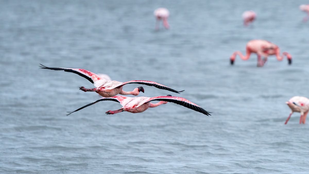  Photographier les oiseaux migrateurs en Camargue : guide complet
