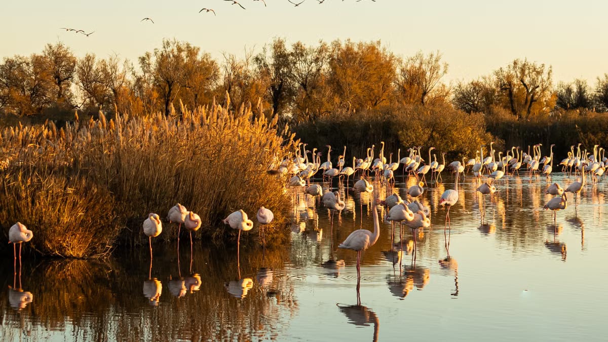  Séjour sans voiture en Camargue 2026 : guide complet