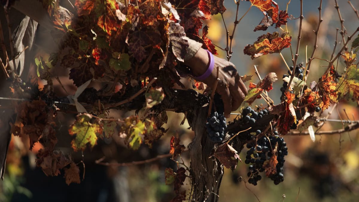  Vendanges Pic Saint-Loup 2026 : vivre l’expérience authentique