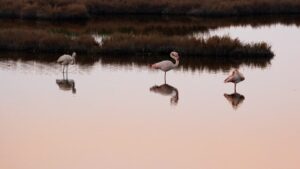  Balades photo lever du jour en Camargue : guide complet