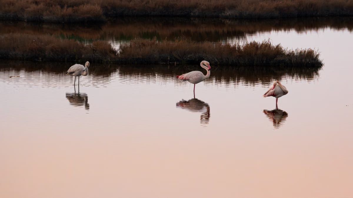  Balades photo lever du jour en Camargue : guide complet
