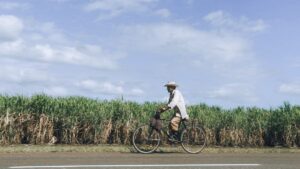  Séjour gastronomique à vélo en Camargue : itinéraire producteurs
